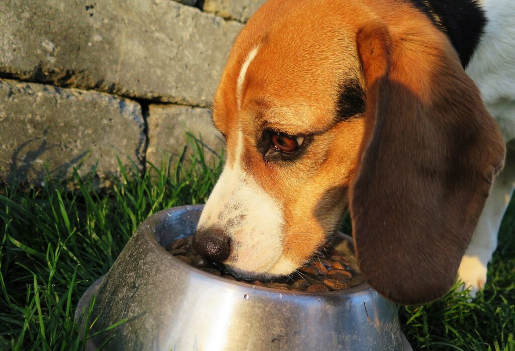 Hund frisst aus Napf