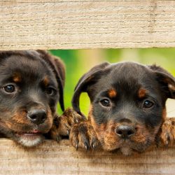 Wie pflege ich meinen Hund richtig?
